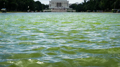 The surface of the Reflecting Pool is green from algae