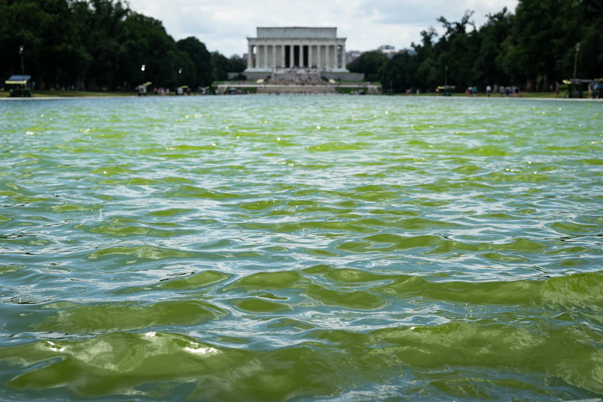 Trump Team Dumps Bleach in Reflecting Pool to Hide Renovation Failure Trump Team Dumps Bleach in Reflecting Pool to Hide Renovation Failure