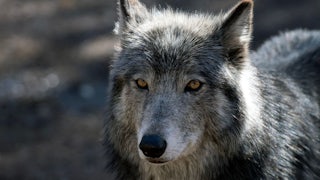 A grey wolf looks into the camera.