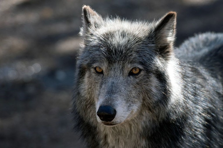 A grey wolf looks into the camera.