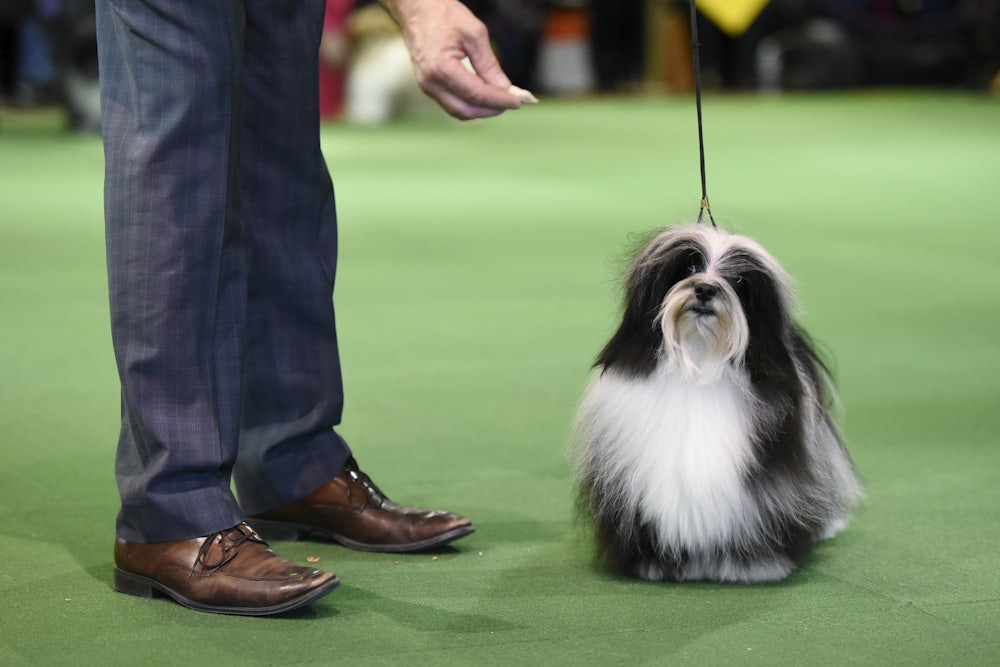 I want to buy a dog shop