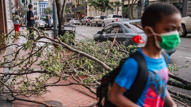 A child wearing a face mask stands in front of a fallen tree on the sidewalk.