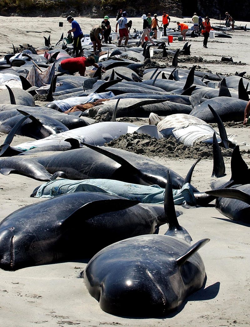 Are Beached Whales Sick—or Suicidal? | The New Republic