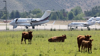 Cows graze in front of a small airfield with private jets.