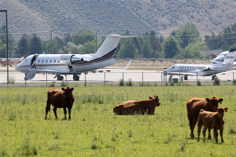 Cows graze in front of a small airfield with private jets.