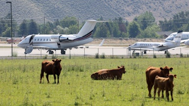 Cows graze in front of a small airfield with private jets.