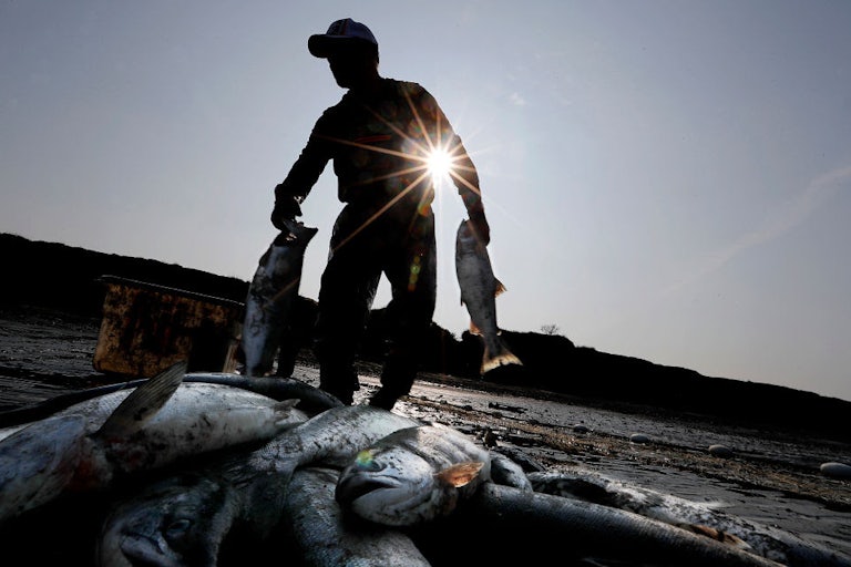 A person silhouetted by the sun behind him carries two fish with a pile of fish in front of him.