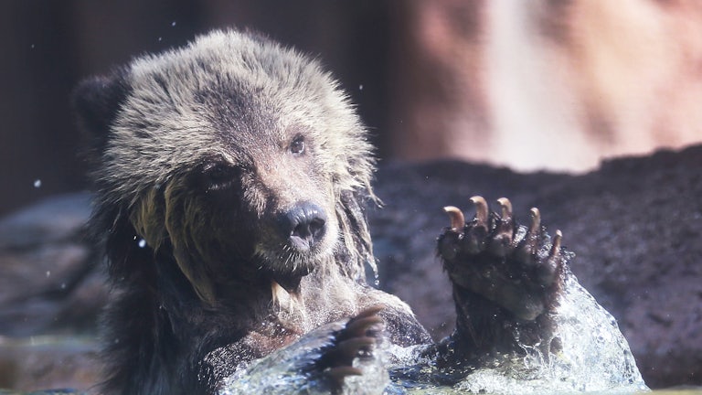 A bear cub splashes her paws in the water.