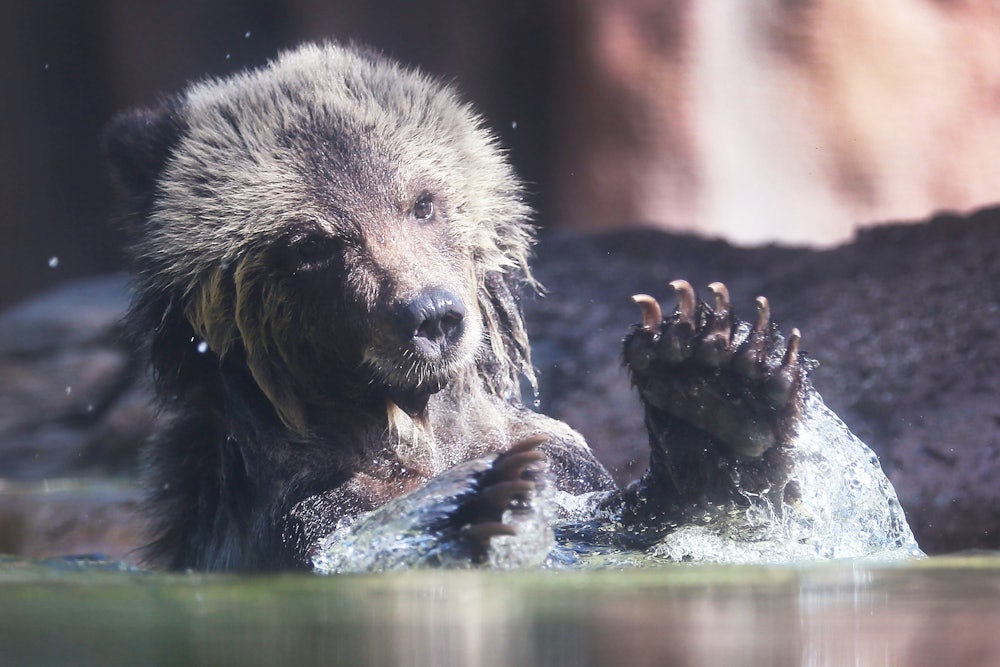 A bear cub splashes her paws in the water.