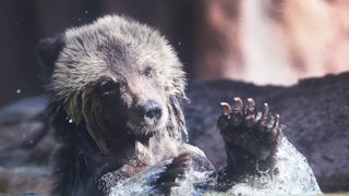 A bear cub splashes her paws in the water.