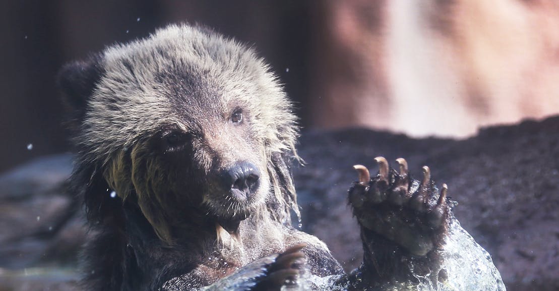 Let’s Cool It With the Bear Attack Stories Let’s Cool It With the Bear Attack Stories