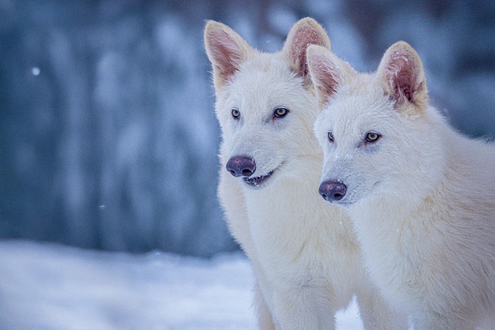 Two of Colossal’s not-actually-dire wolves, Romulus and Remus, at age three months