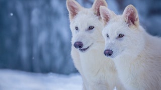 Two of Colossal’s not-actually-dire wolves, Romulus and Remus, at age three months