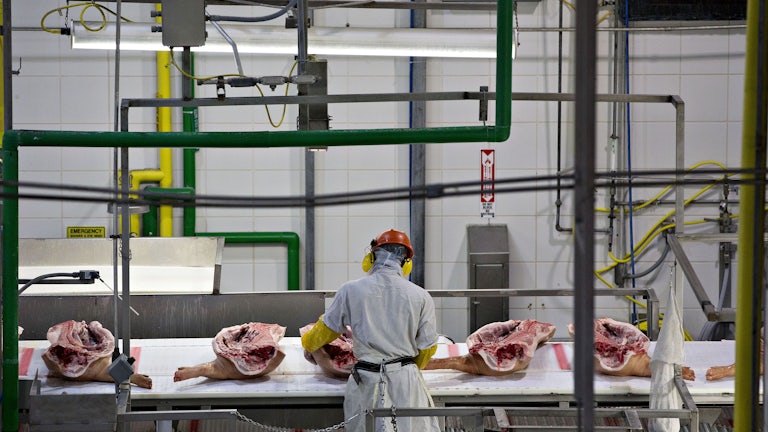 An employee handles divided pig carcasses on a conveyor belt.