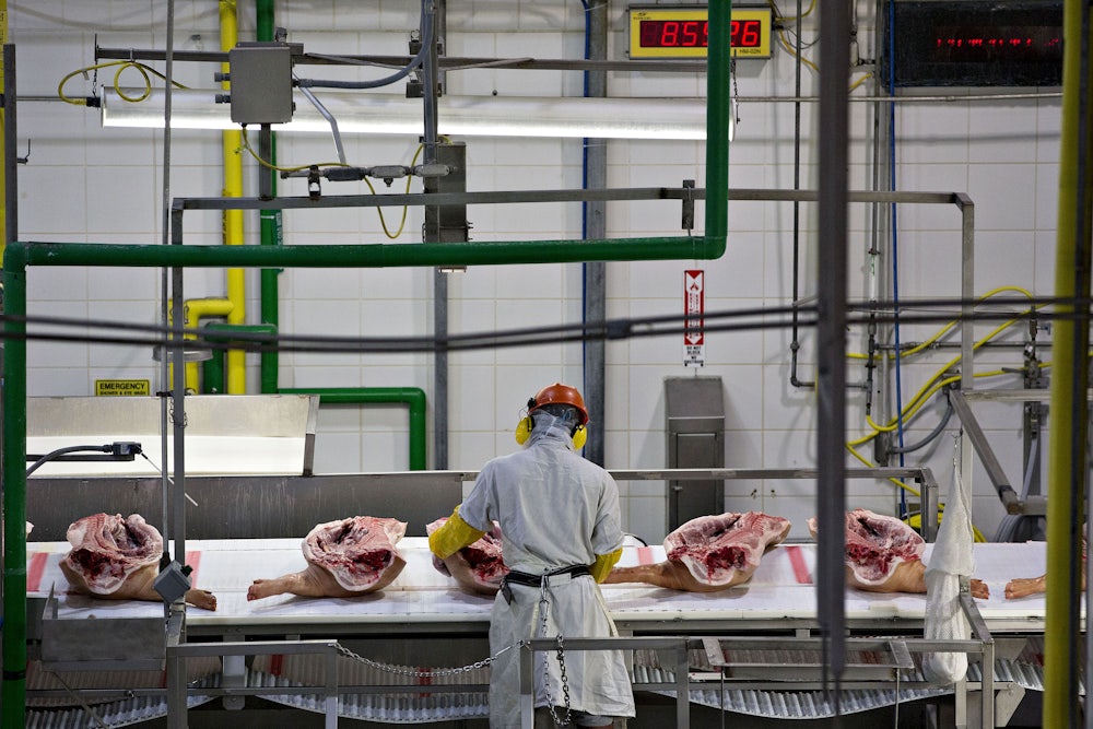An employee handles divided pig carcasses on a conveyor belt.