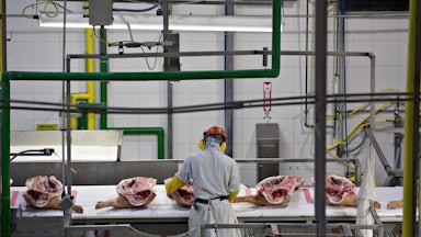 An employee handles divided pig carcasses on a conveyor belt.