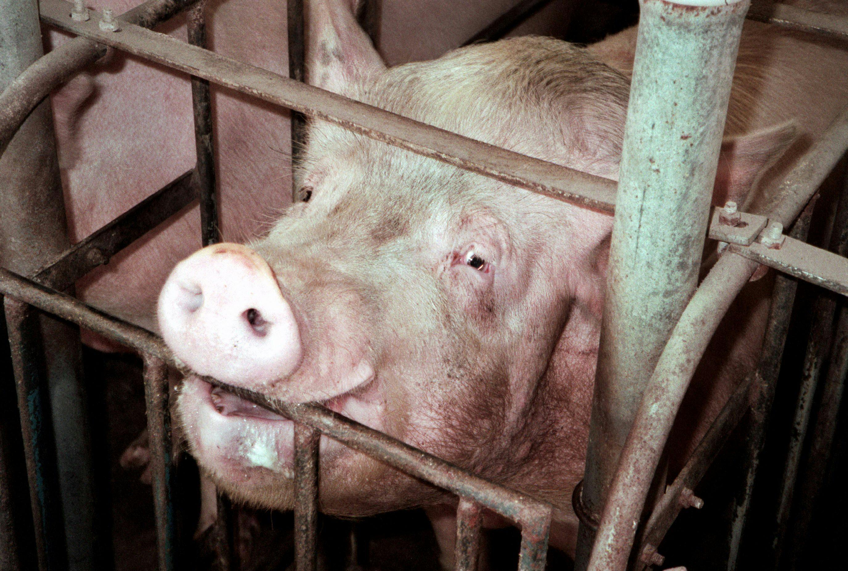 A big stands in a small metal crate.