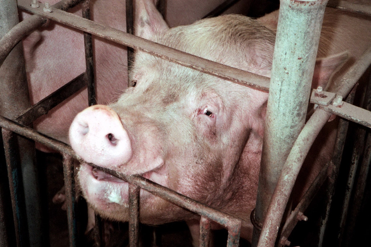 How Pig Welfare Became a States’ Rights Issue How Pig Welfare Became a States’ Rights Issue