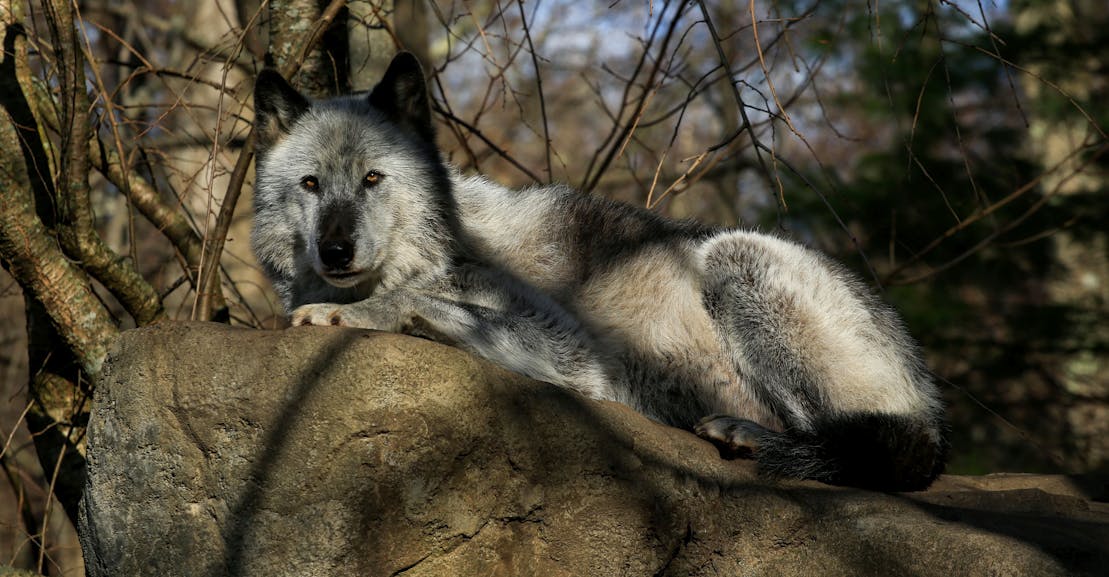 The Return of the American Wolf Hunt The Return of the American Wolf Hunt