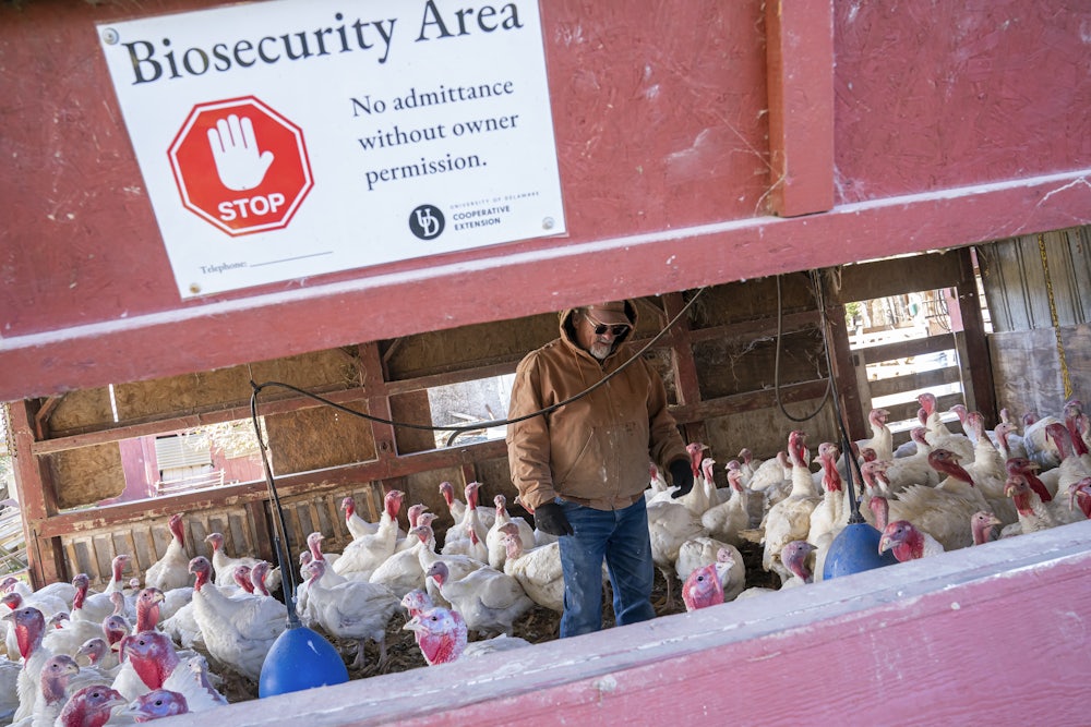 A farmer checks on his turkeys