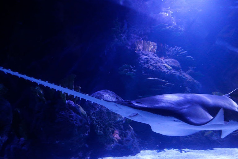 A smalltooth sawfish
