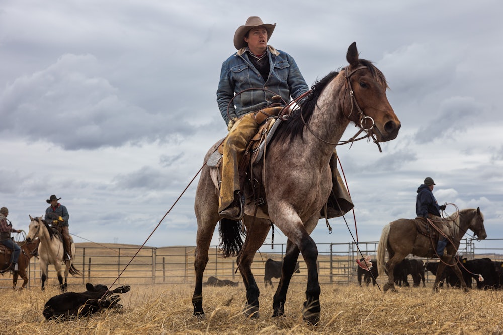 Cattle rancher taking a calf to be branded