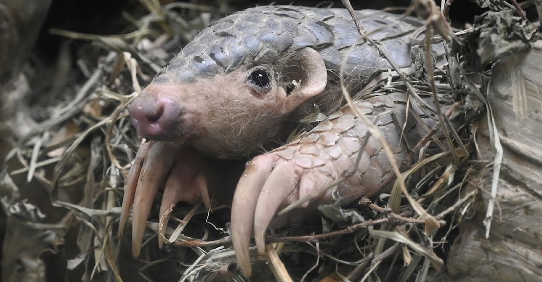 The Dawn of the Pandemic Age The Dawn of the Pandemic Age