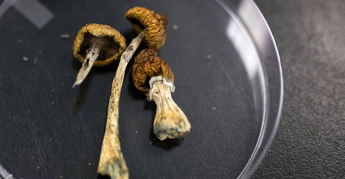 Colorado Legalizes Magic Mushrooms Colorado Legalizes Magic Mushrooms
