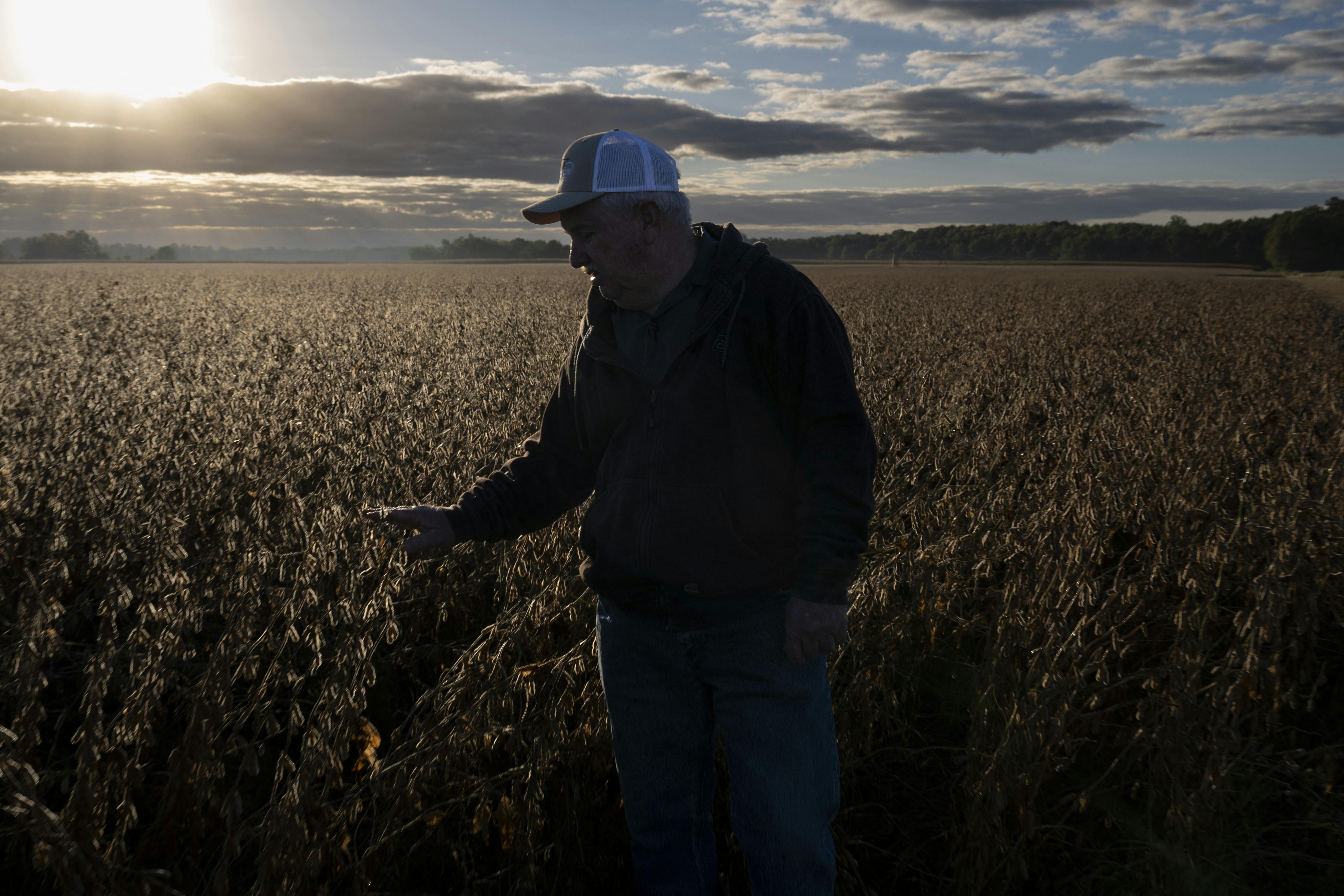 A farmer stands in his soybean field