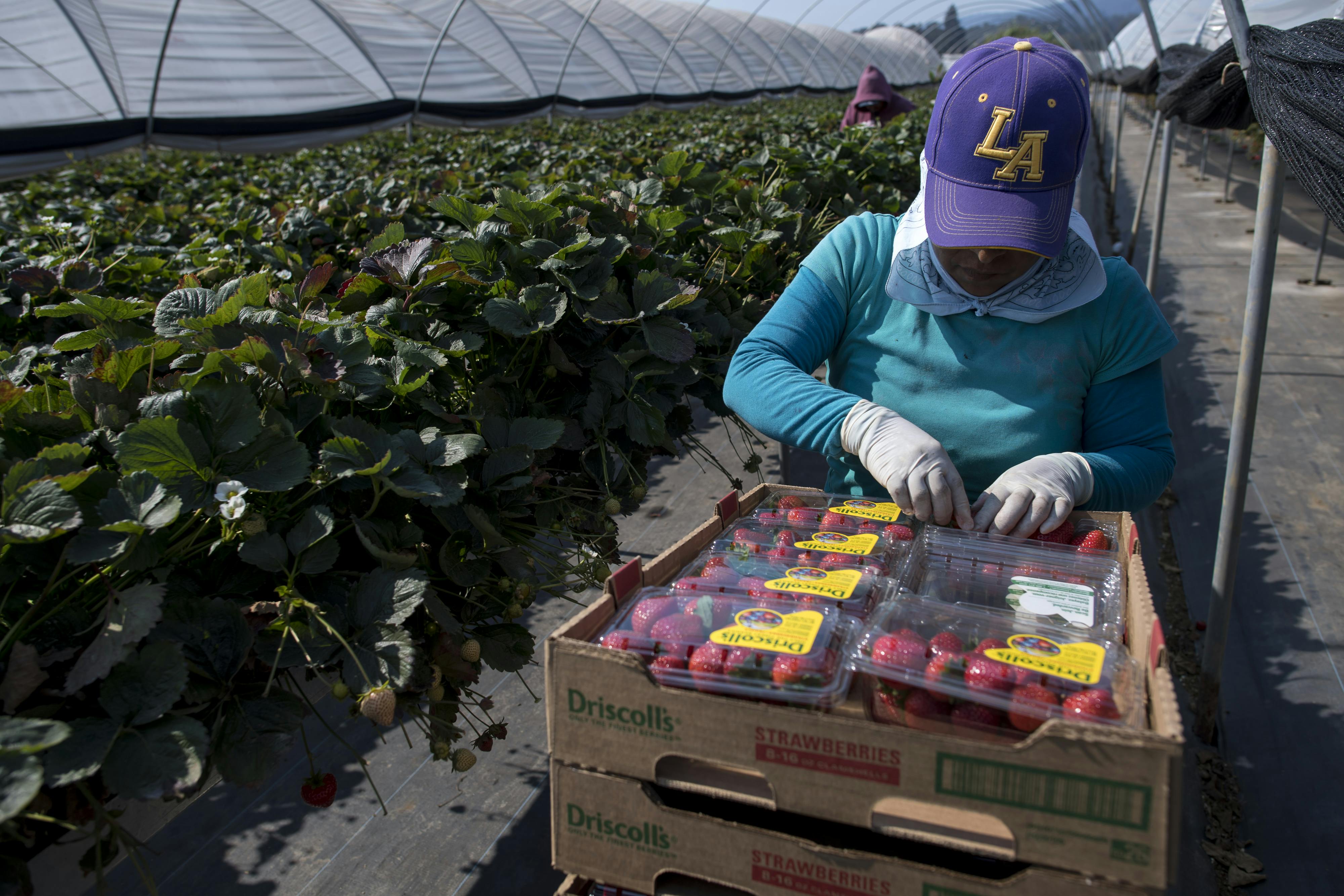 A worker leans over a carton filled with packages of strawberries, standing next to strawberry plants.