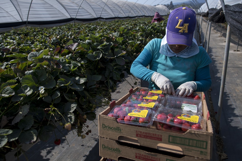 A worker leans over a carton filled with packages of strawberries, standing next to strawberry plants.