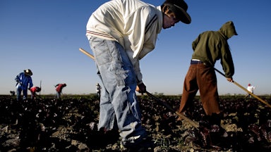 Migrant workers at a produce farm