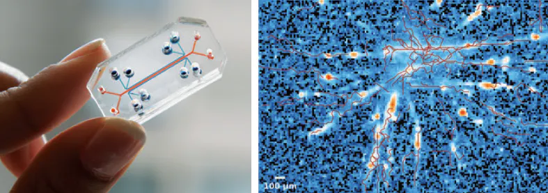 Left: In a lung-on-a-chip, the microenvironment of a lung is emulated inside a plastic computer chip. Right: To produce this recording of neuronal activity in brain organoids, a cell connected to computer circuitry “talks” to a computer, and the computer visualizes the received signal.