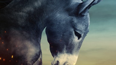 A powerful-looking donkey symbolizes the fighting spirit that Democrats need to find. This is how we can regain control of the government.