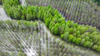 An aerial photo shows trees growing in a wetland in a manmade pattern.