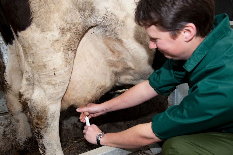 A person sticks a syringe into a cow's udder.