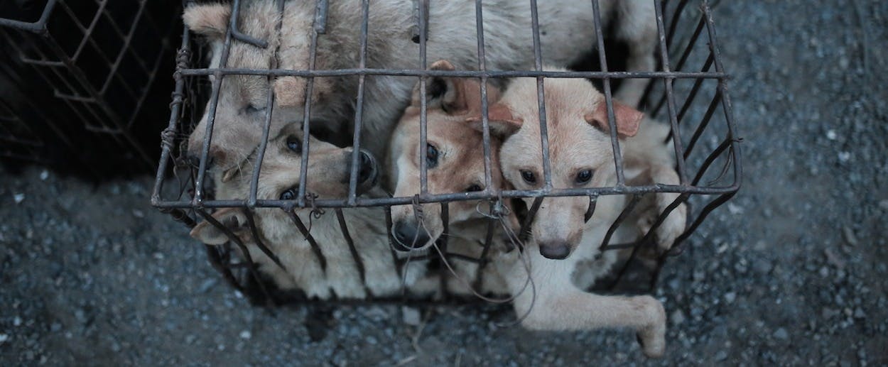 Photos: Yulin, China's Dog Meat-Eating Festival of 2014 | The New Republic