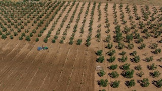 An aerial view shows olive trees and bare earth.