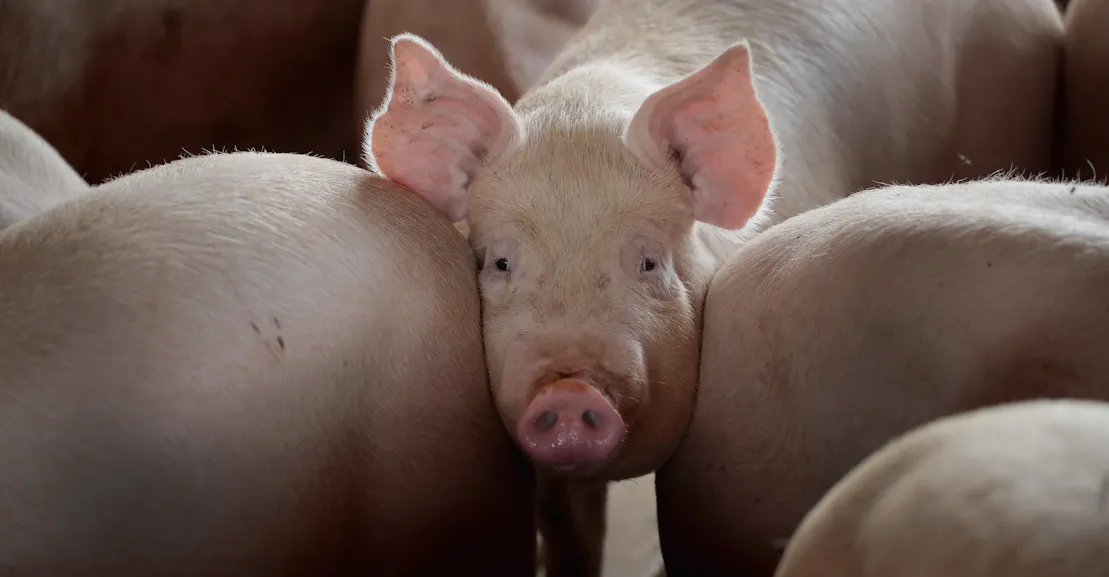 Should We Be Breeding Pigs Just for Their Hearts? Should We Be Breeding Pigs Just for Their Hearts?