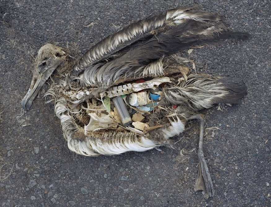 Birds Digest Plastic Faster Than Previously Thought, and ...
