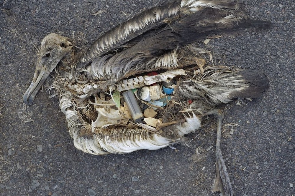 Birds Digest Plastic Faster Than Previously Thought, and ...