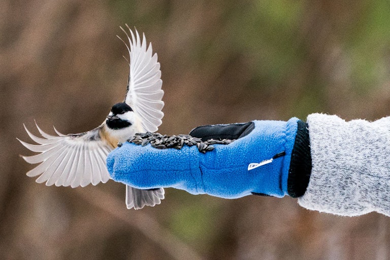 A chickadee lands on a person's mittened, outstretched hand, which contains sunflower seeds.