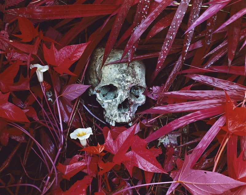 Richard Mosse