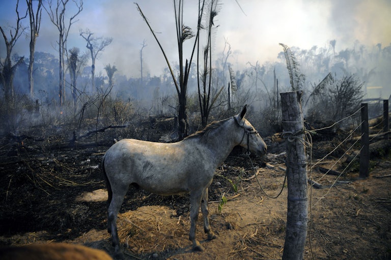 A donkey stands tied to a post, with the smoking ruins of rainforest in the background.