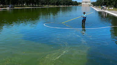 A National Park Service employee stands in the Lincoln Memorial Reflecting Pool trying to clean algae with a vacuum pump.