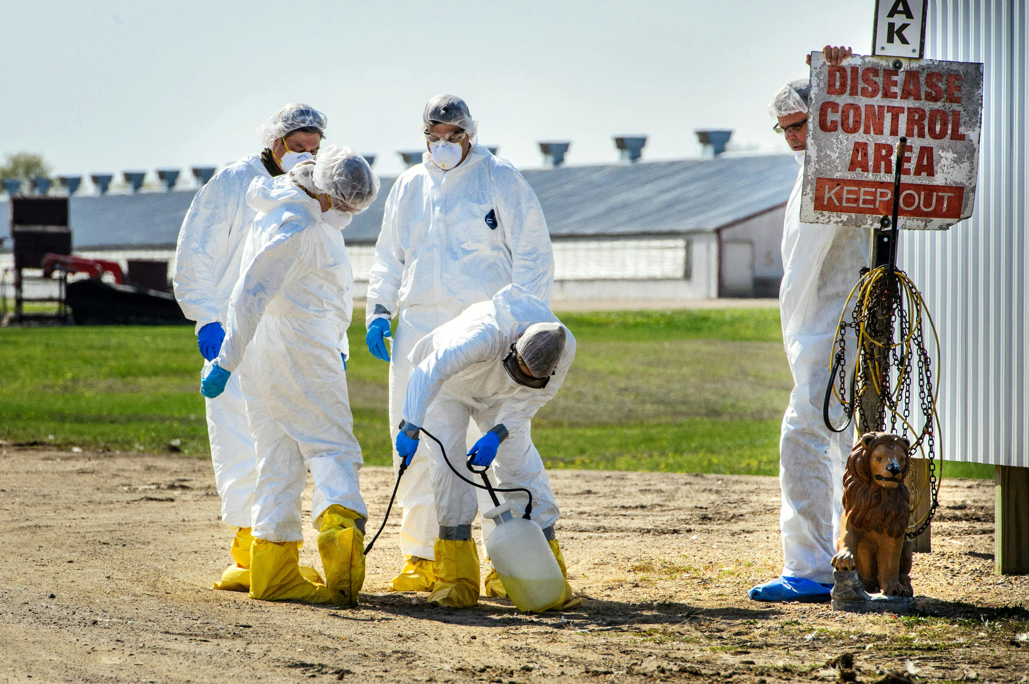 USDA workers responding to an outbreak of Avian flu at a turkey farm in Minnesota, 2015
