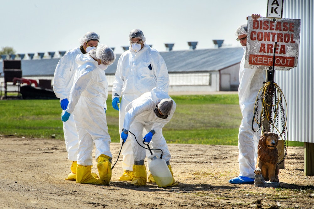 USDA workers responding to an outbreak of Avian flu at a turkey farm in Minnesota, 2015
