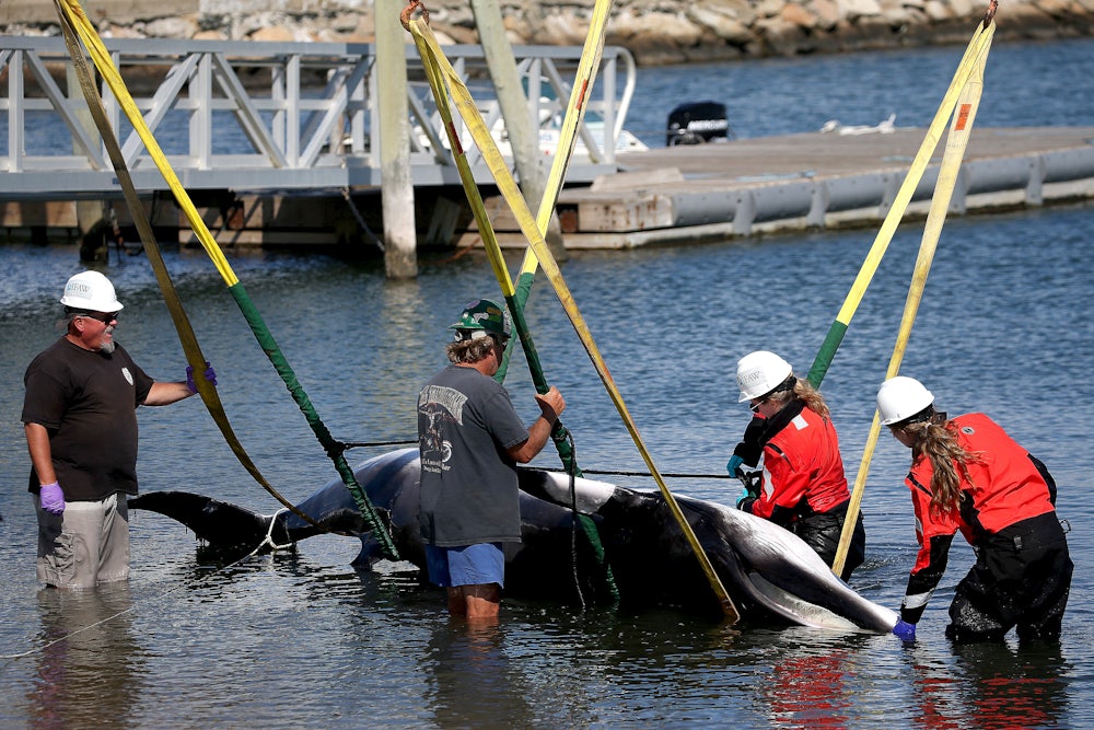 This photo shows a whale suspended by straps partly out of the water, surrounded by four people wading in the water wearing hard hats.