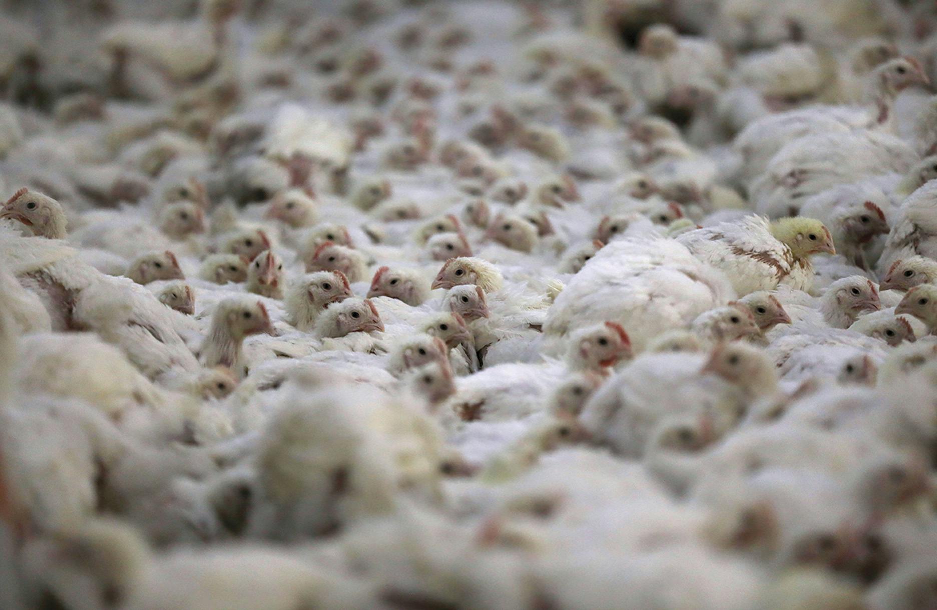 The US keeps millions of chickens in secret farms to make flu