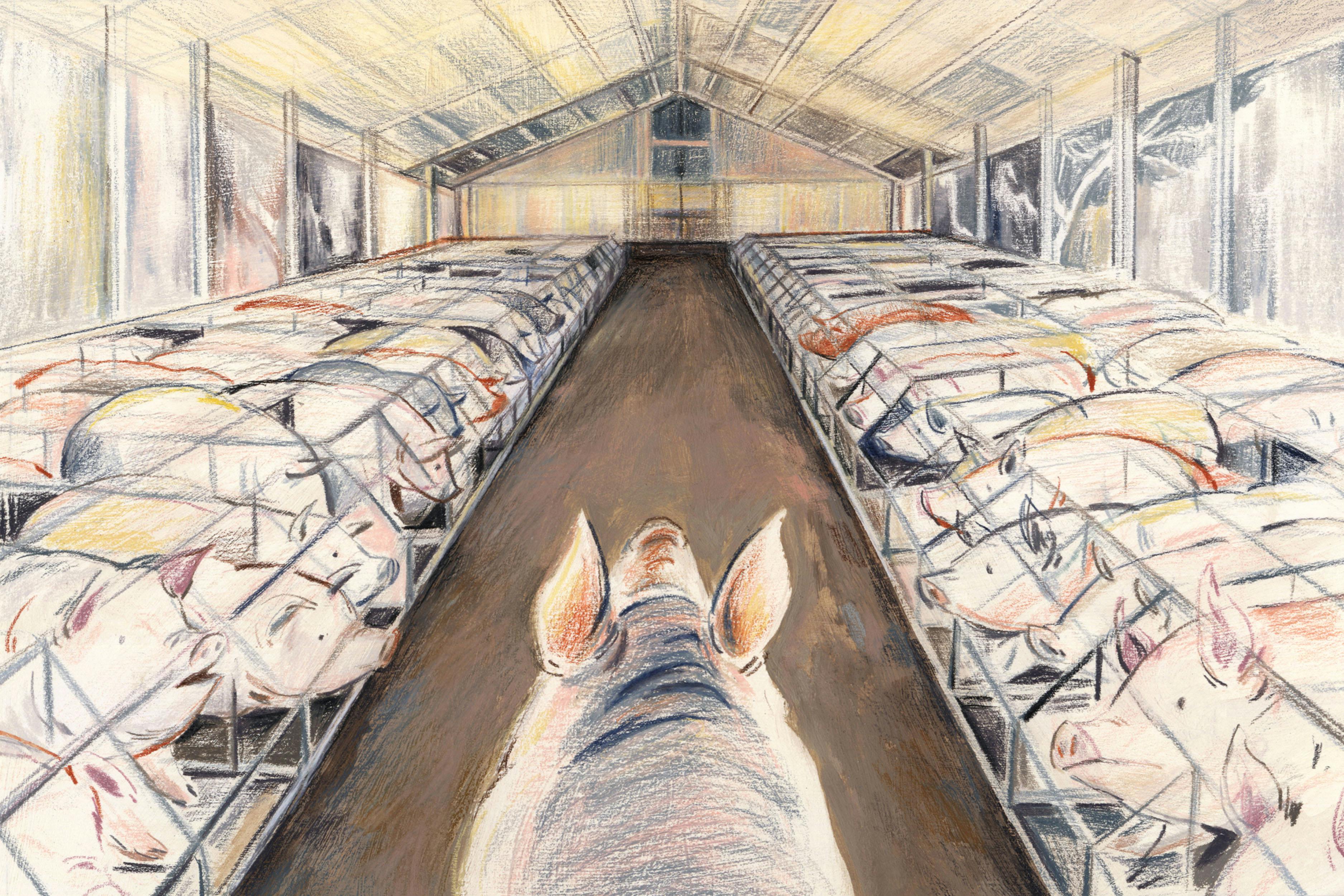 The Meat Industry's Bestiality Problem | The New Republic